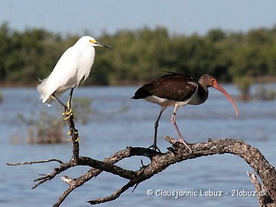 White Ibis and Snowy Egret / Hvid Ibis og Snehejre
