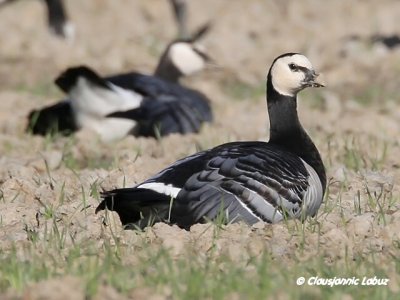 Barnacle Goose / Bramgs