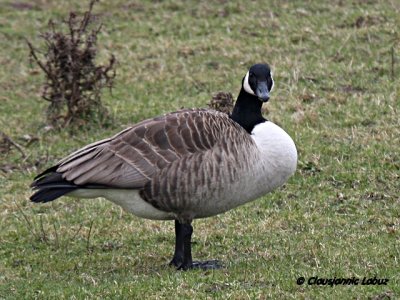 Canada Goose / Canadags