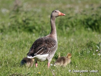 Greylag Goose / Grgs