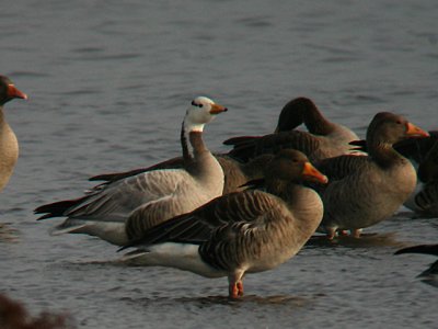 Bar-headed Goose Among Greylag Goose / Indisk Gs blandt grgs