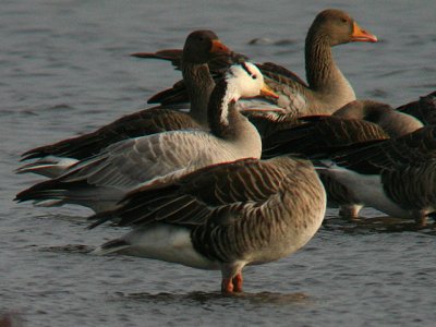 Bar-headed Goose Among Greylag Goose / Indisk Gs blandt grgs