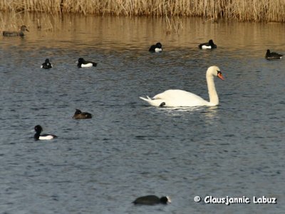 Mute Swan and Tufted Ducks / Knopsvane og Troldnder