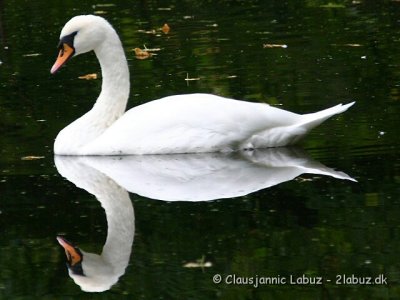 Mute Swan / Knopsvane