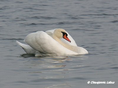 Mute Swan / Knopsvane