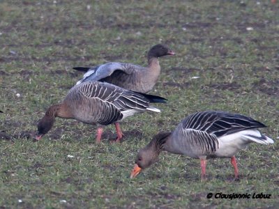 Pink-footed Goose / Kortnbbet gs