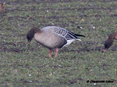 Pink-footed Goose / Kortnbbet gs