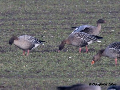Pink-footed Goose / Kortnbbet gs