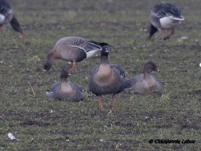 Pink-footed Goose / Kortnbbet gs