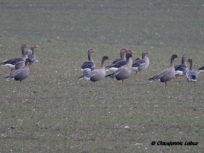 Pink-footed Goose / Kortnbbet gs