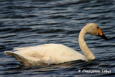 Whistling Swan / Pibesvane