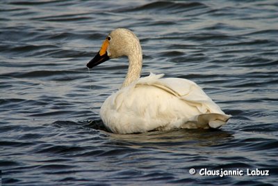 Whistling Swan / Pibesvane g