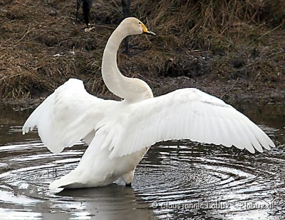 Whooper Swan / Sangsvane