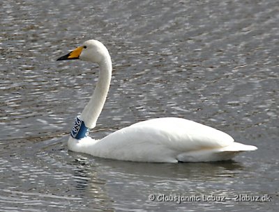 Whooper Swan / Sangsvane