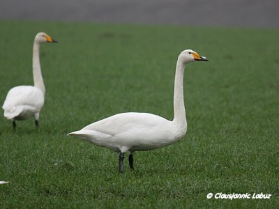 Whooper Swan / Sangsvane
