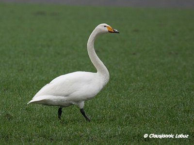 Whooper Swan / Sangsvane