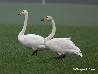 Whooper Swan / Sangsvane