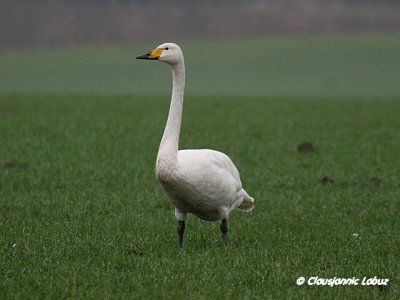 Whooper Swan / Sangsvane