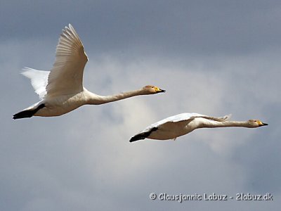 Whooper Swan / Sangsvane