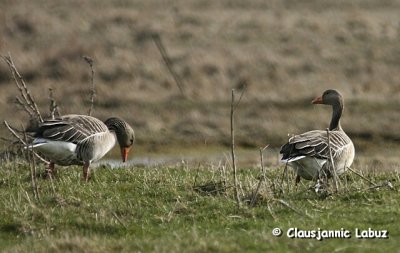 Greylag Goose / Grgs