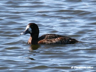 Greater Scaup / Bjergand