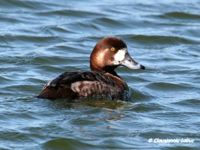 Greater Scaup / Bjergand