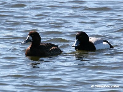 Greater Scaup / Bjergand