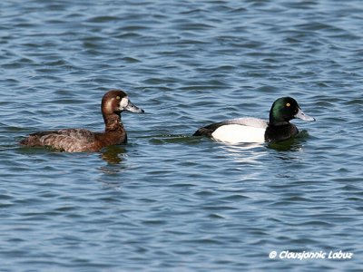 Greater Scaup / Bjergand