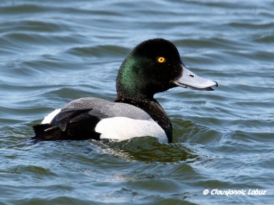 Greater Scaup / Bjergand