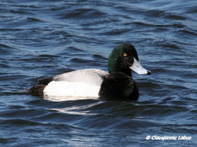 Greater Scaup / Bjergand