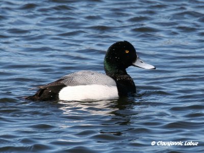 Greater Scaup / Bjergand