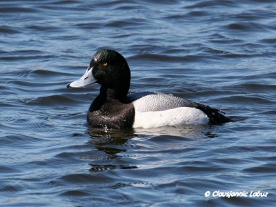 Greater Scaup / Bjergand