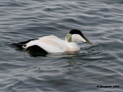 Common Eider / Ederfugl