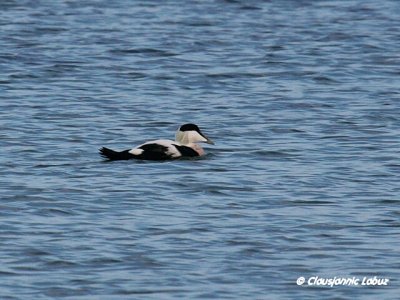 Common Eider / Ederfugl