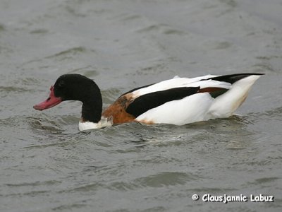 Common Shelduck / Gravand