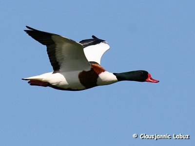 Common Shelduck / Gravand