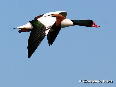 Common Shelduck / Gravand