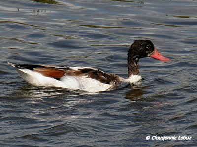 Common Shelduck / Gravand