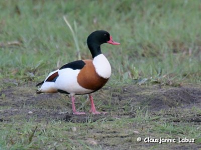 Common Shelduck / Gravand