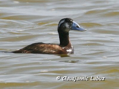 Whiteheaded Duck / Hvidhovedet And