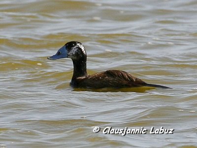 Whiteheaded Duck / Hvidhovedet And