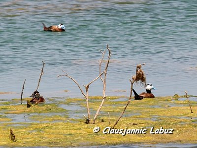 Whiteheaded Duck / Hvidhovedet And