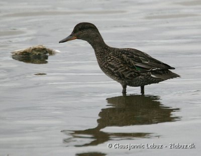 Eurasian Teal / Krikand