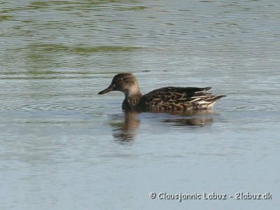 Eurasian Teal / Krikand