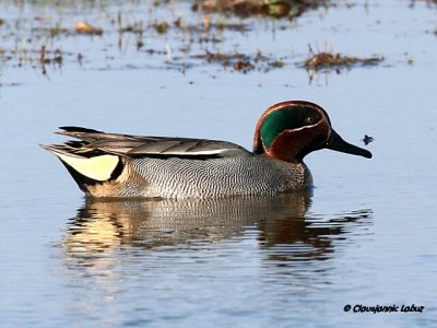 Eurasian Teal / Krikand