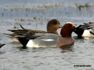 Eurasian Wigeon / Pibeand