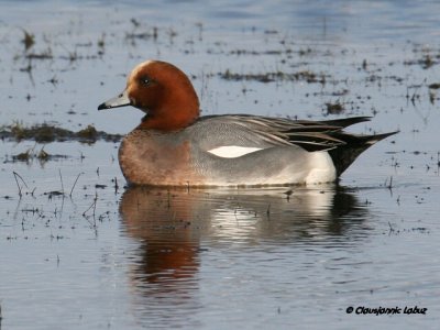 Eurasian Wigeon / Pibeand