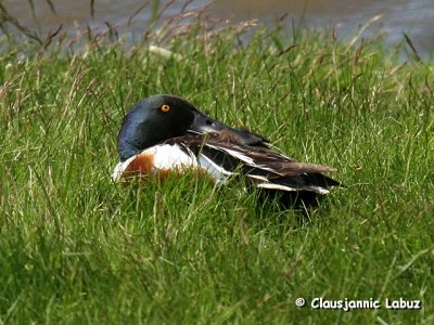 Northern Shoveler / Skeand