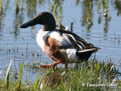 Northern Shoveler / Skeand