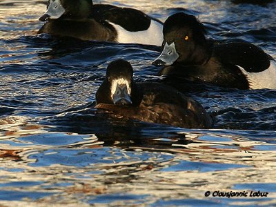 Tufted Duck / Troldand